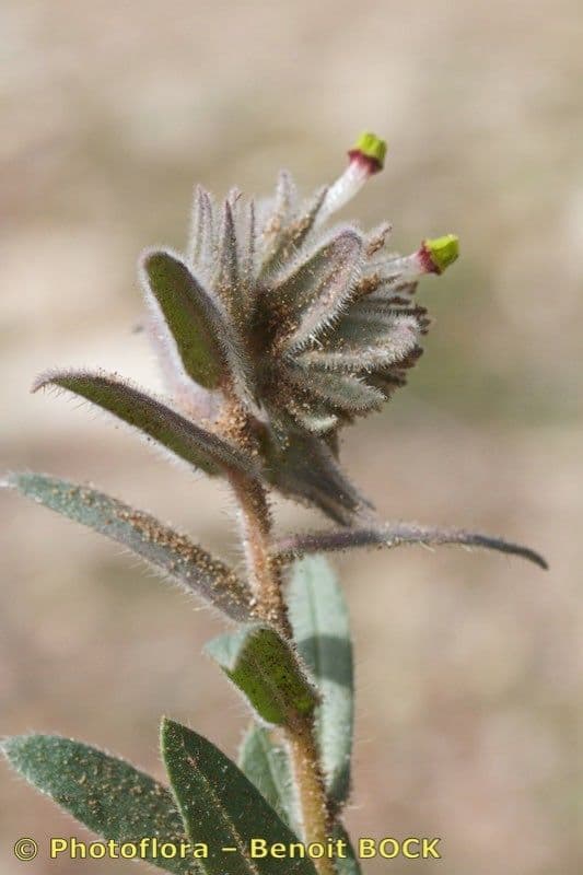 Nonea 10