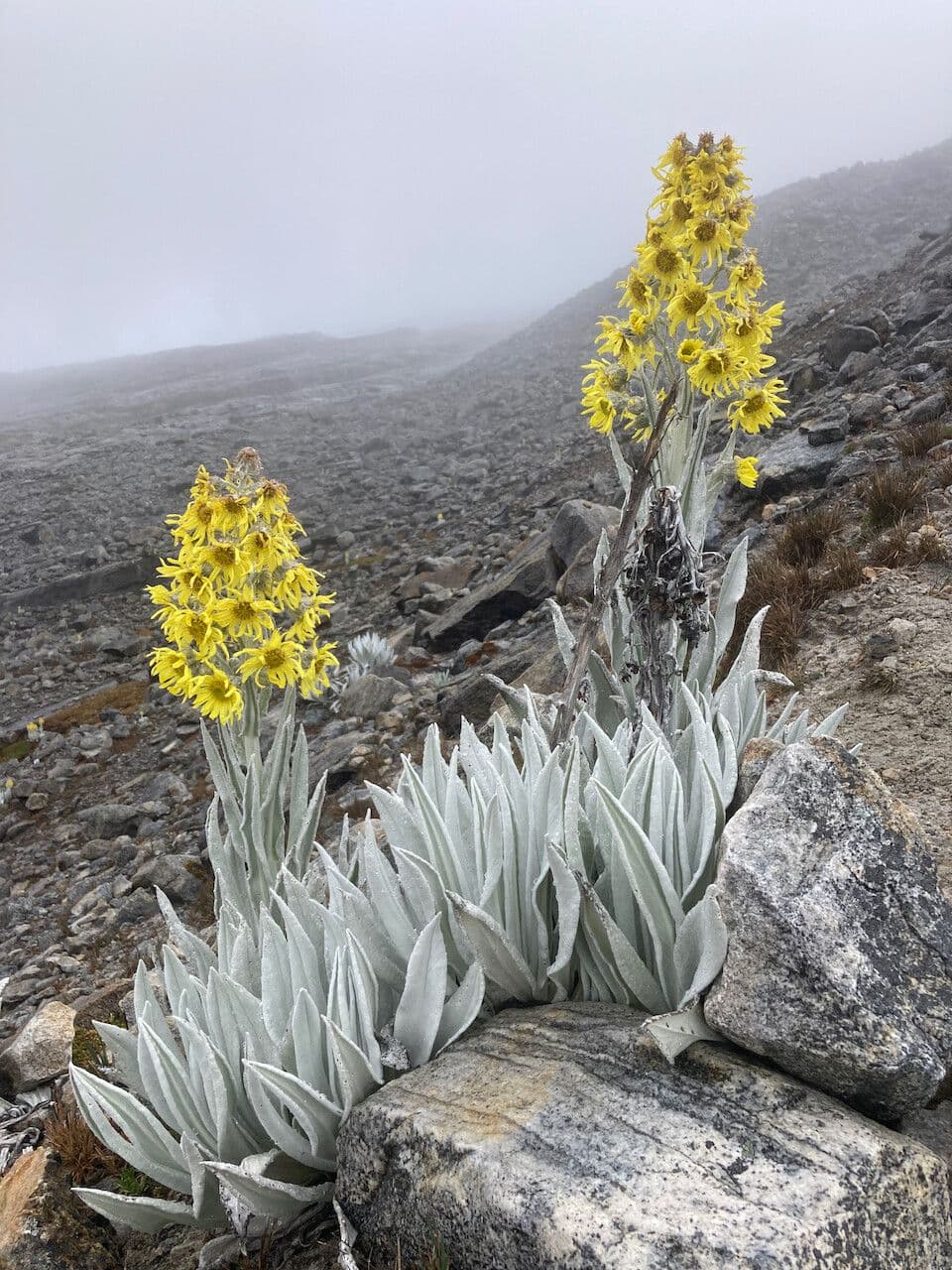 Senecio 12