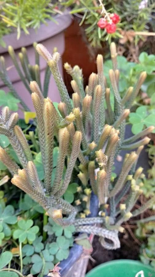 Araucaria 9