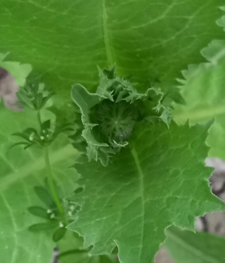 Lechuga amarga 2