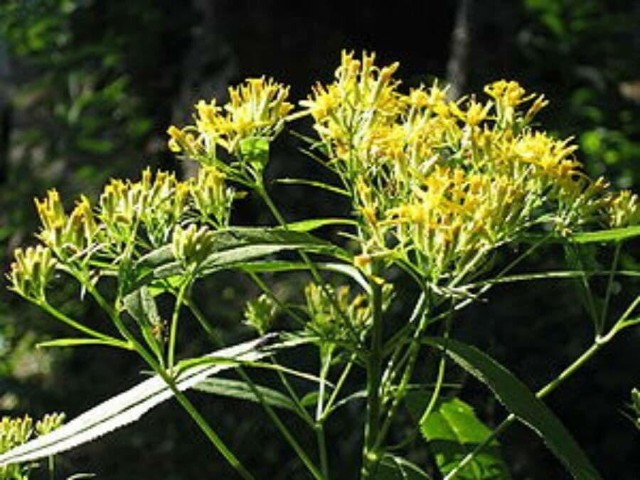 Senecio 10