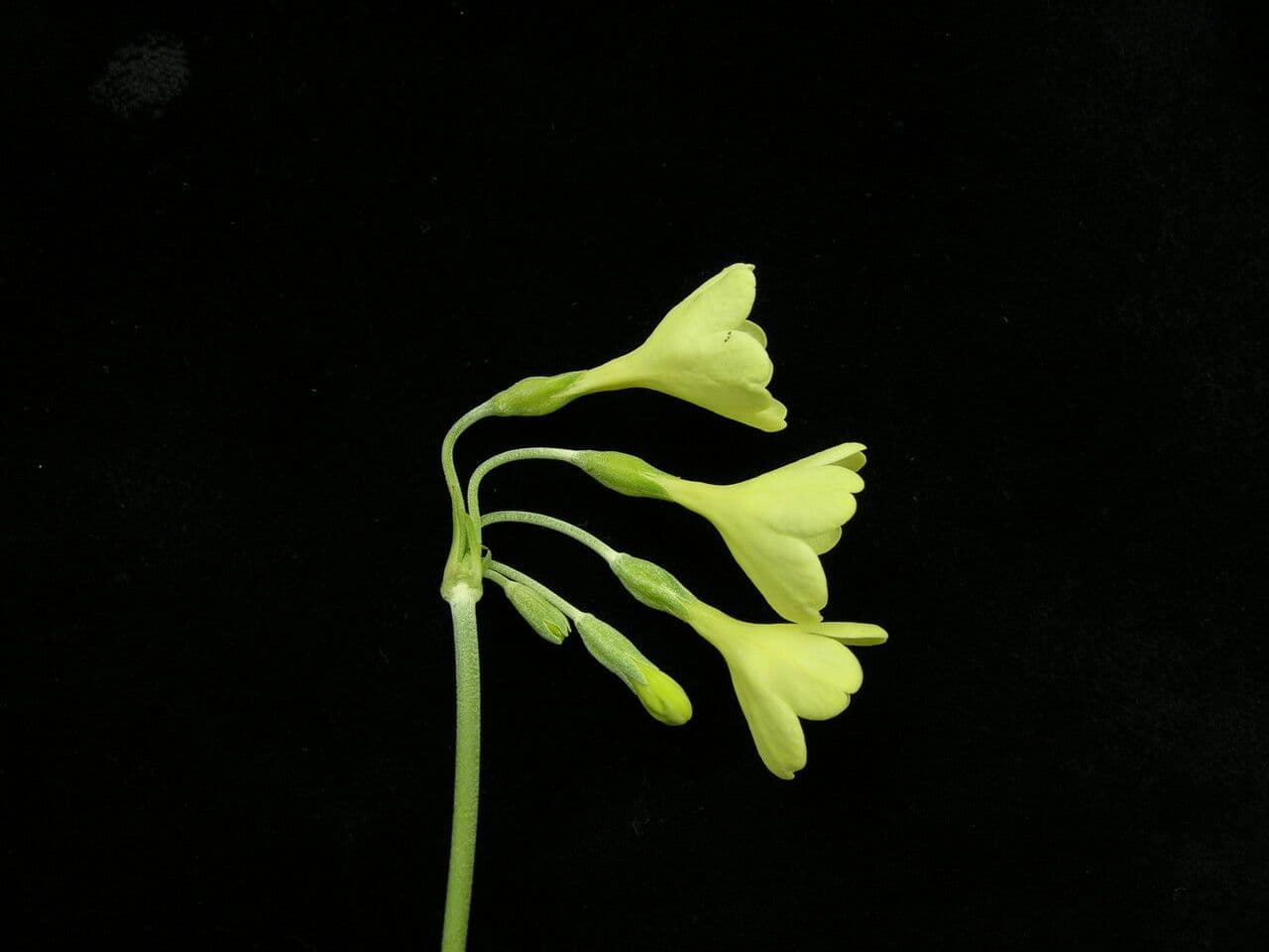 Primula del Sikkim 9
