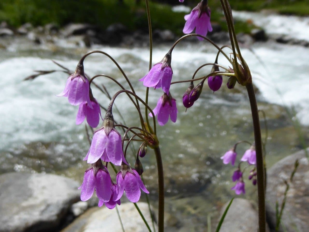 Matthiolis Primel 4