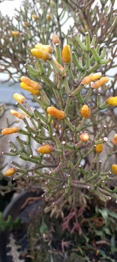 Rhipsalis clavata 5