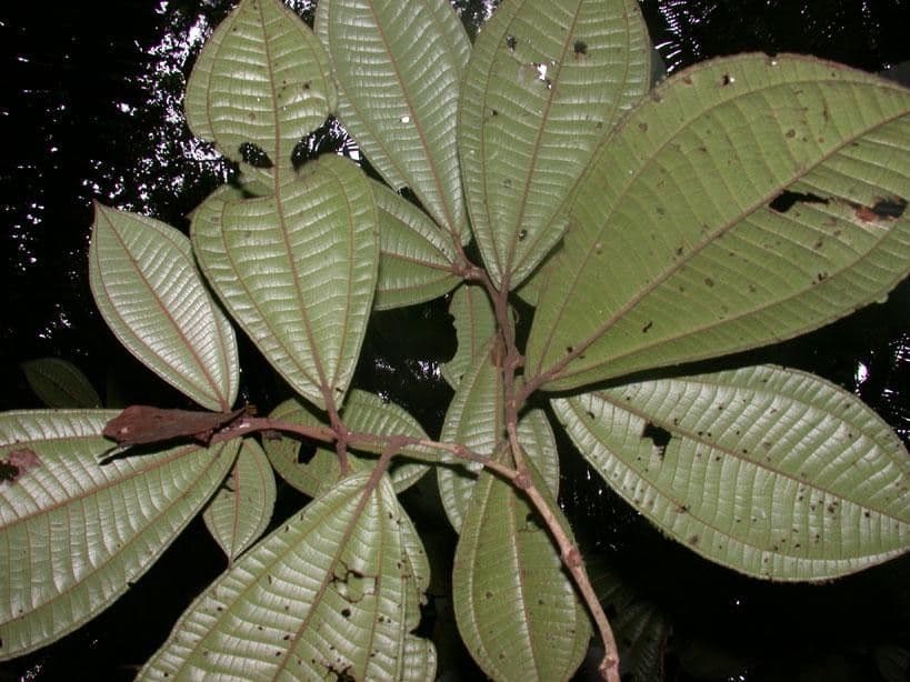 Miconia 18