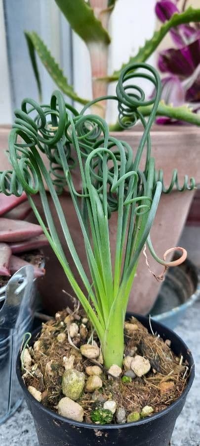 Albuca 10