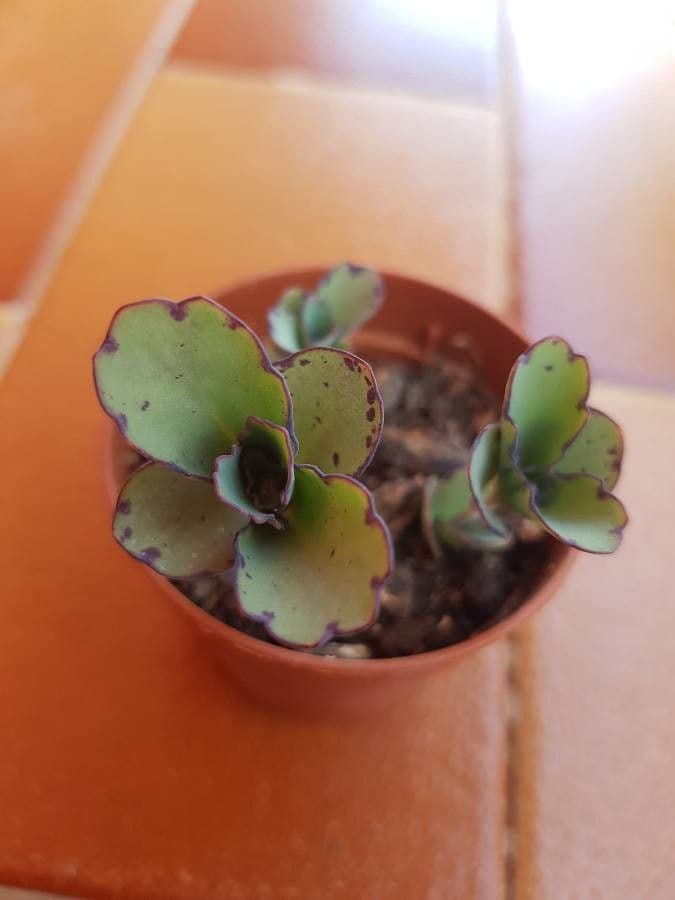 Kalanchoe 20