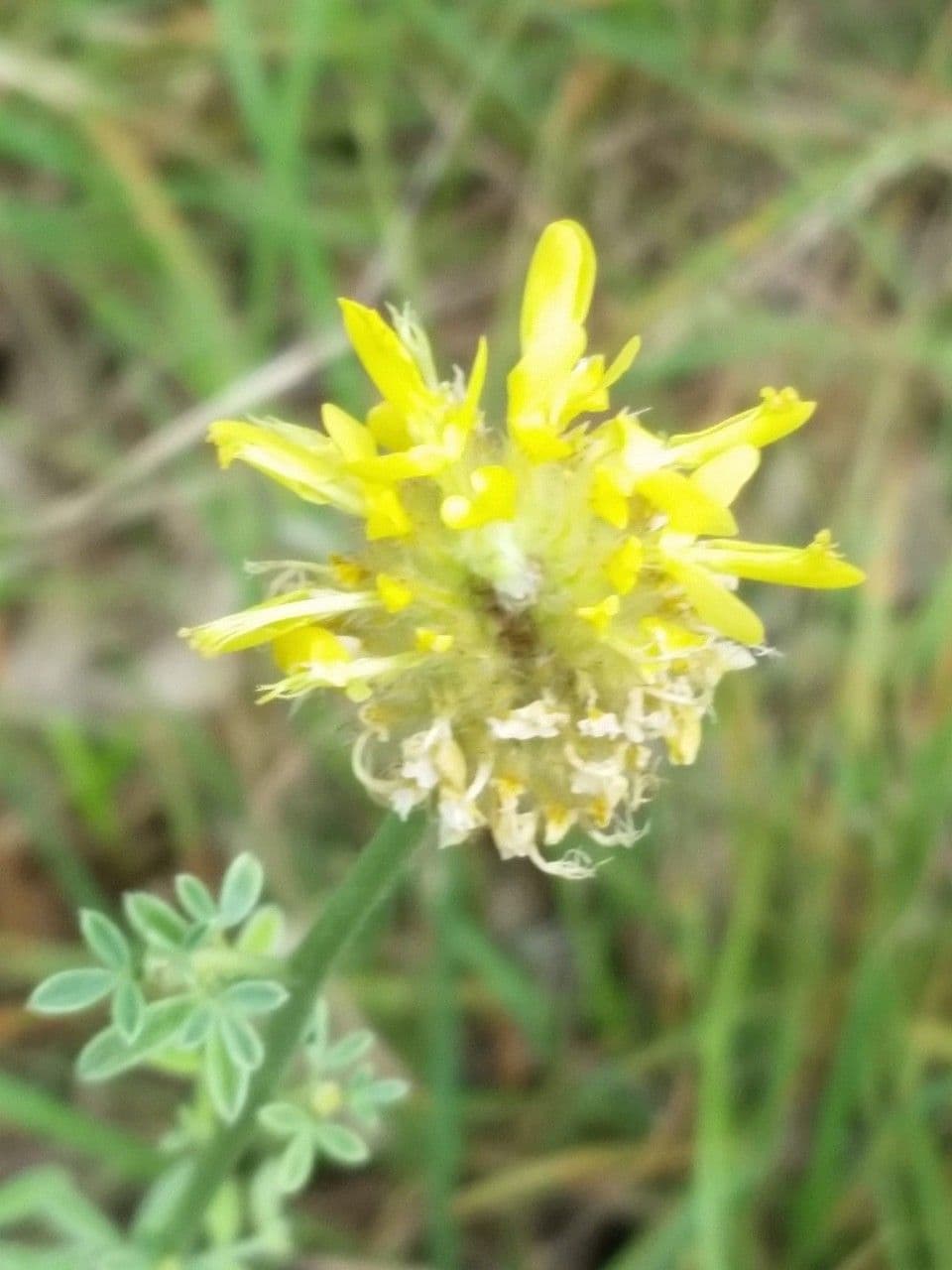 Dalea 4
