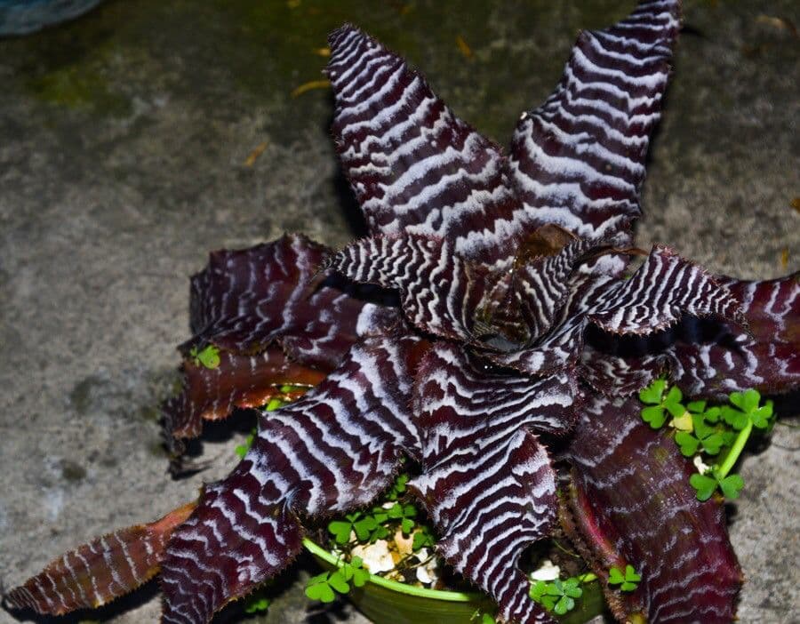 Cryptanthus 9