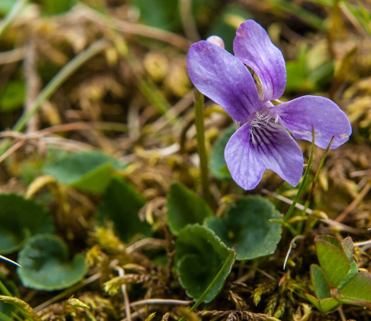 Viola di Rivinus 15