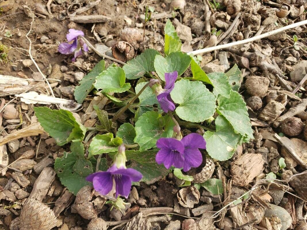 Viola americana 9