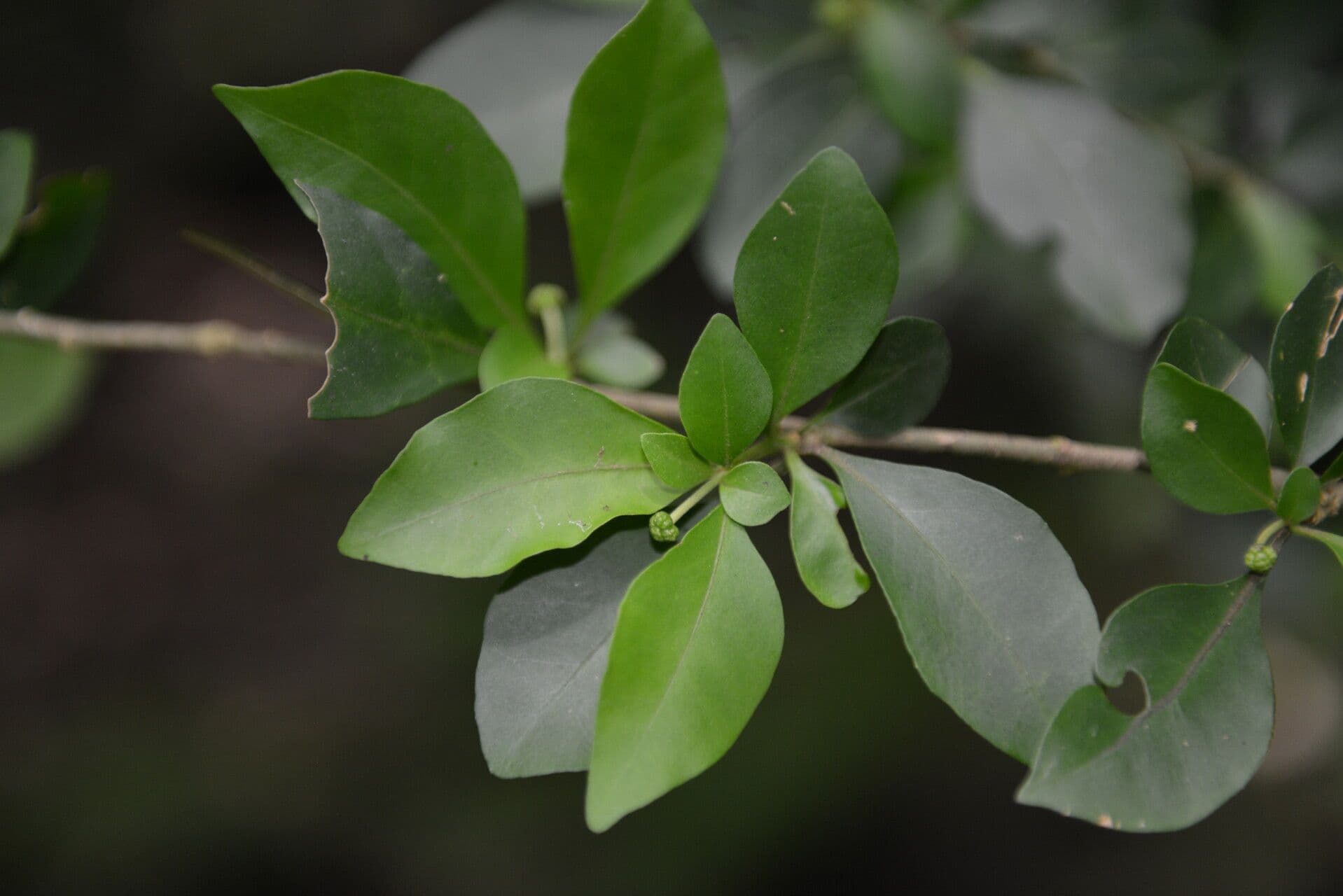 Pisonia