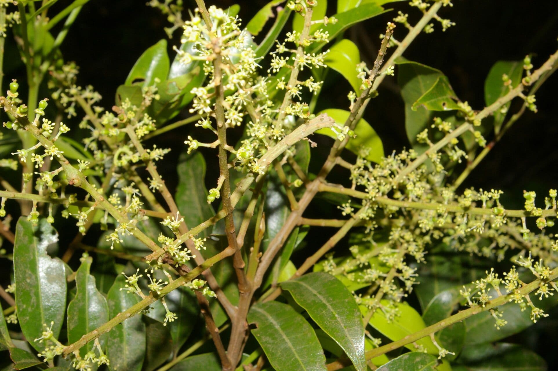 Matayba 7