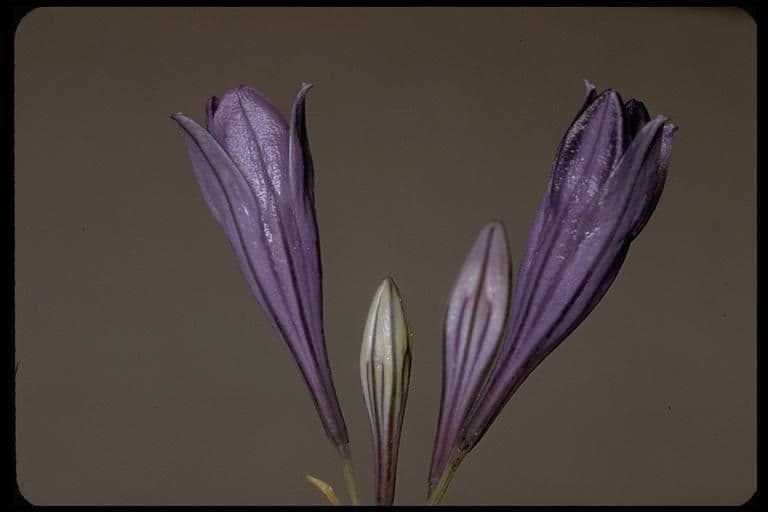 Triteleia laxa 17