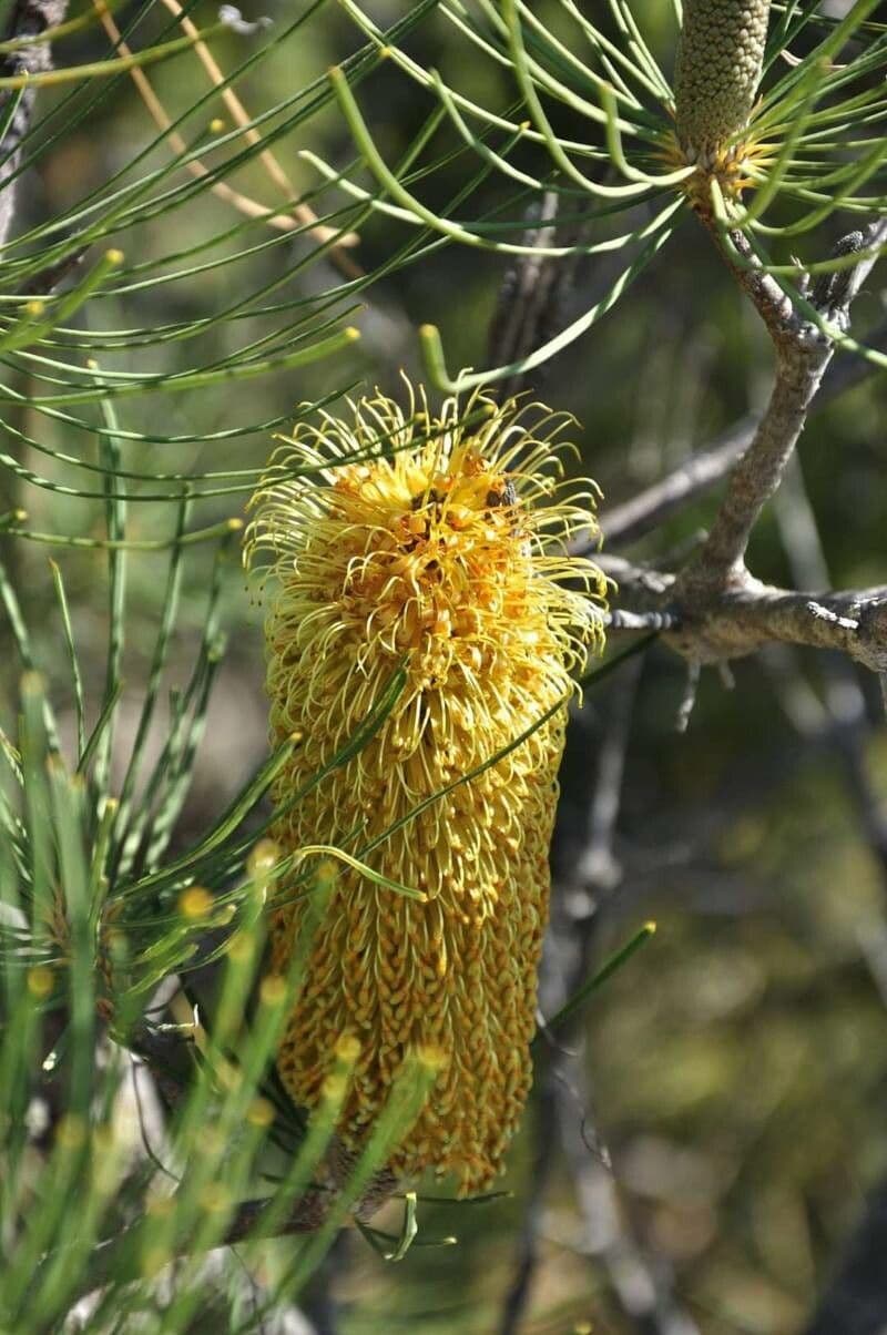 Banksia 3