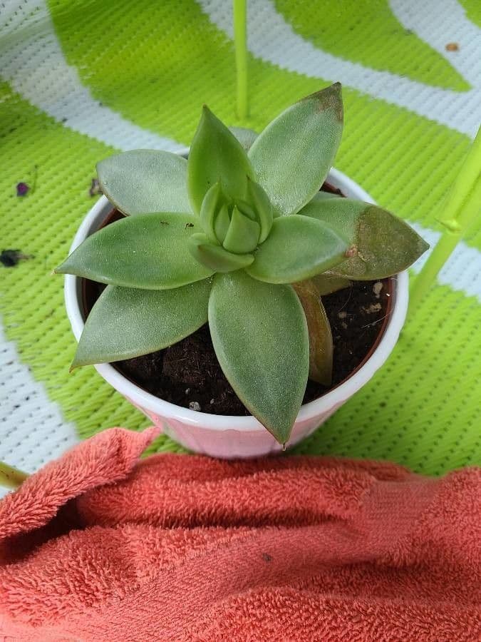 Echeveria 7