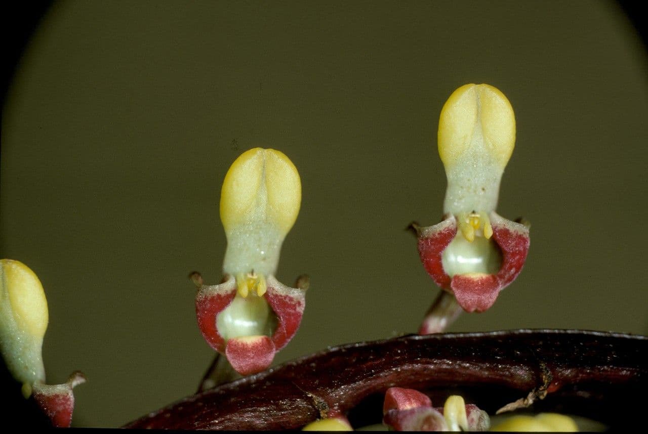 Bulbophyllum 4