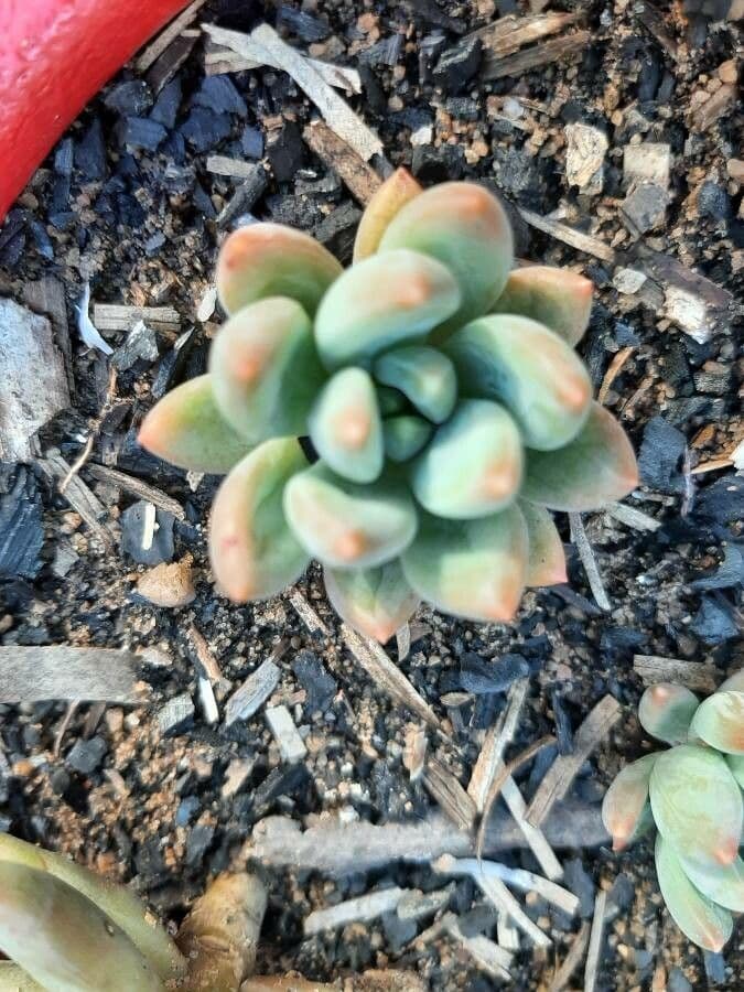 Pachyphytum 6