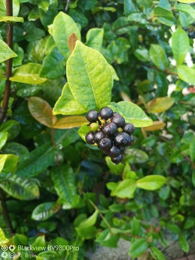 Ixora 3