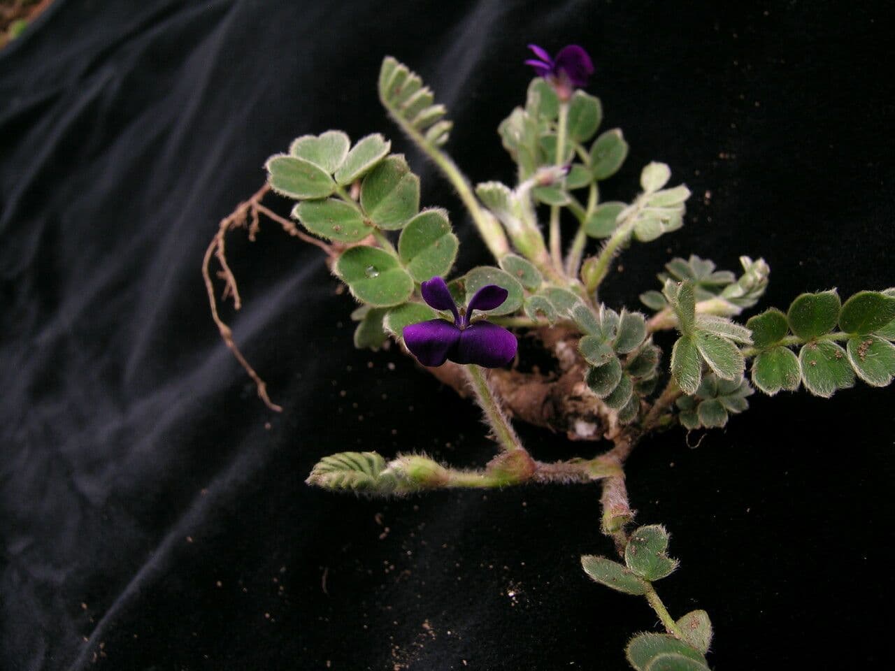 Tibetia