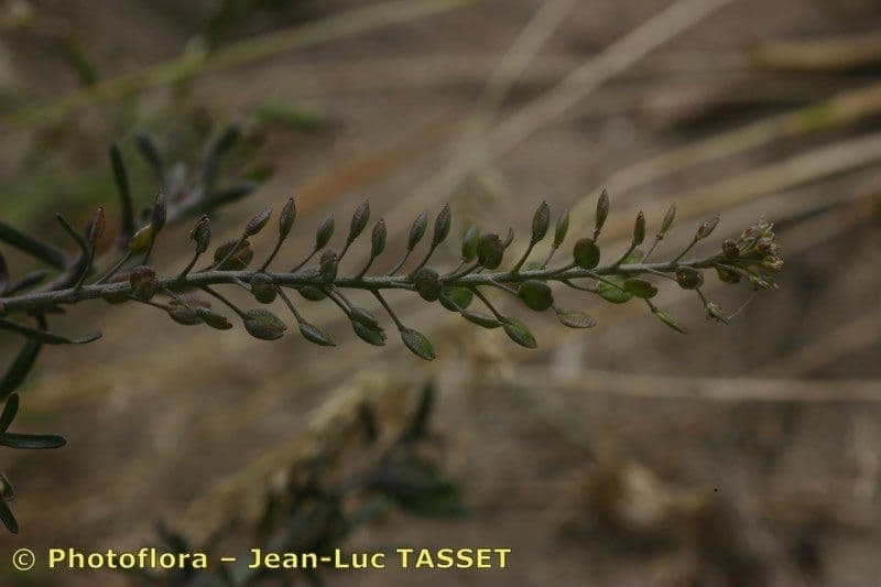 Lepidio ruderale 3