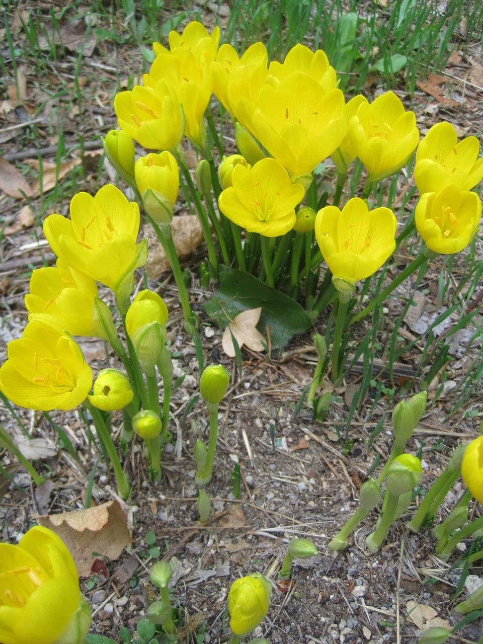 Sternbergie 7