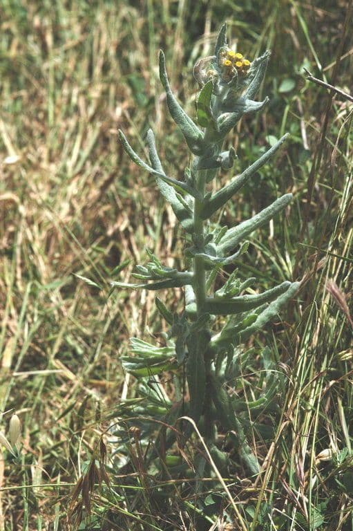 Pseudognaphalium stramineum 6
