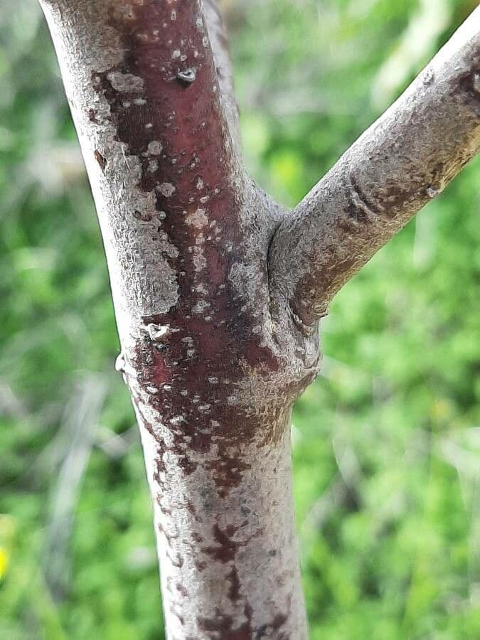 Gomphocarpus physocarpus 24