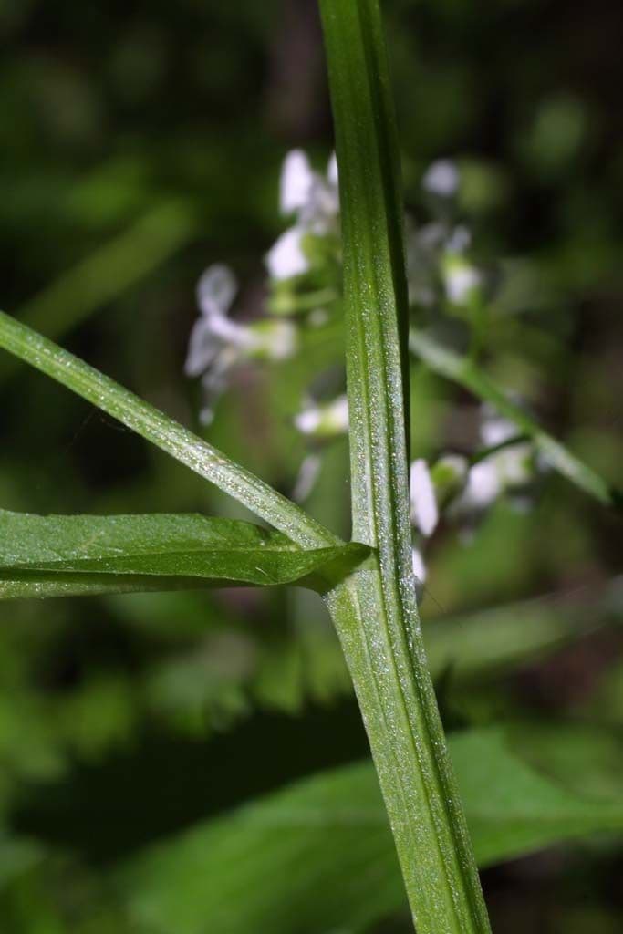 Iodanthus 19