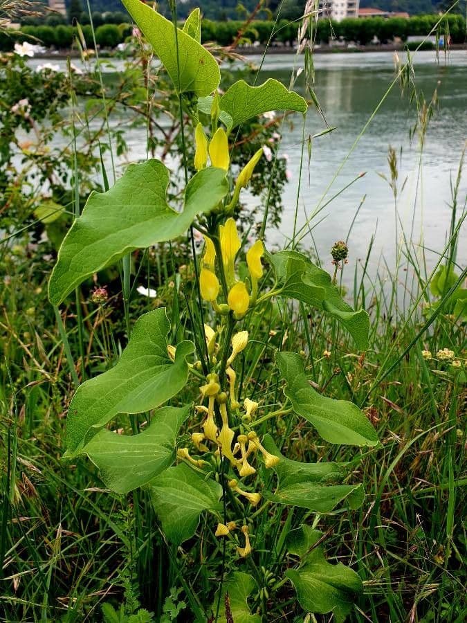 Osterluzei 19