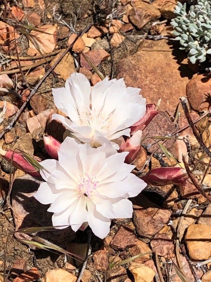 Lewisia 4