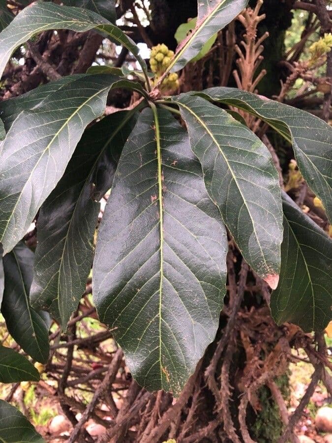 Kanonenbaum 19