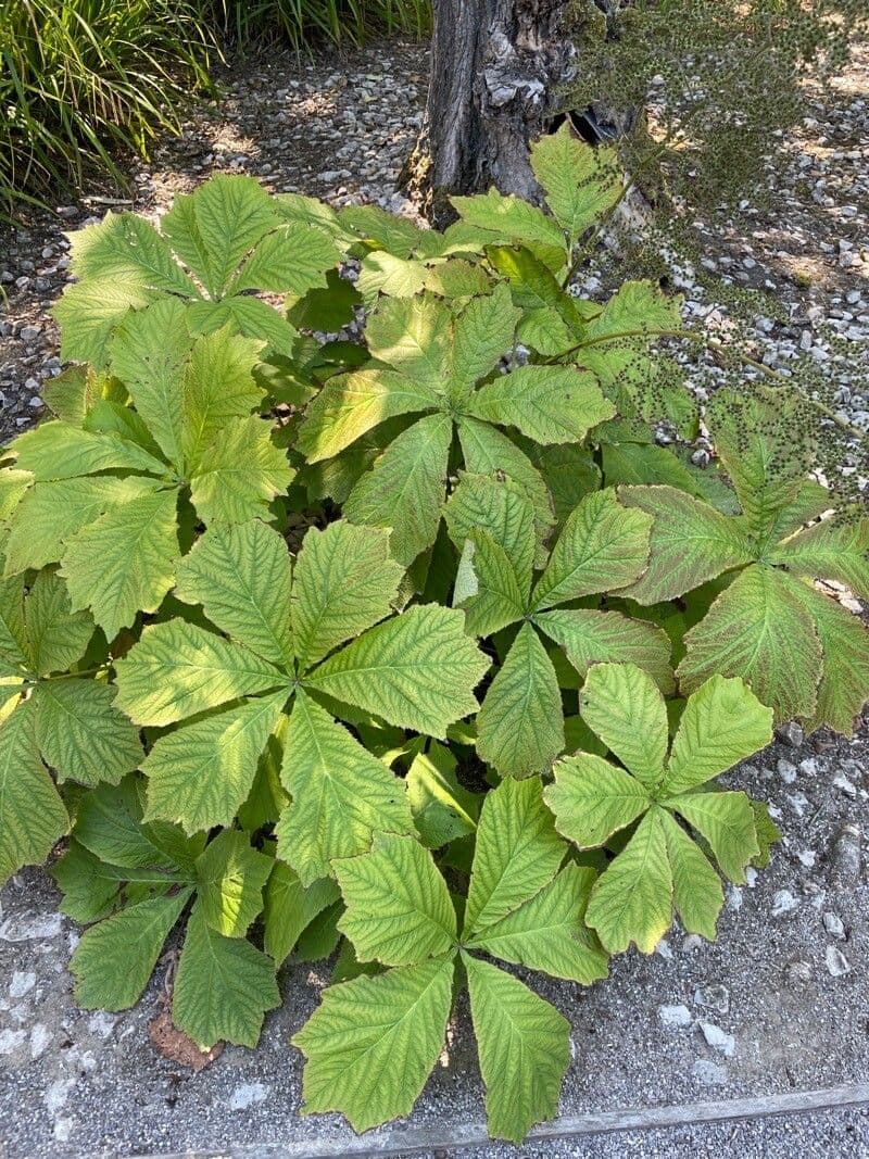 Rodgersia 13