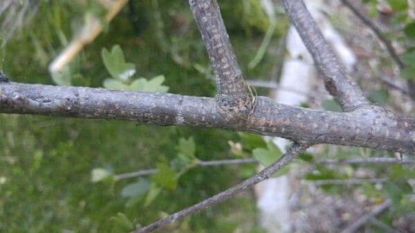 Ribes aureo 25