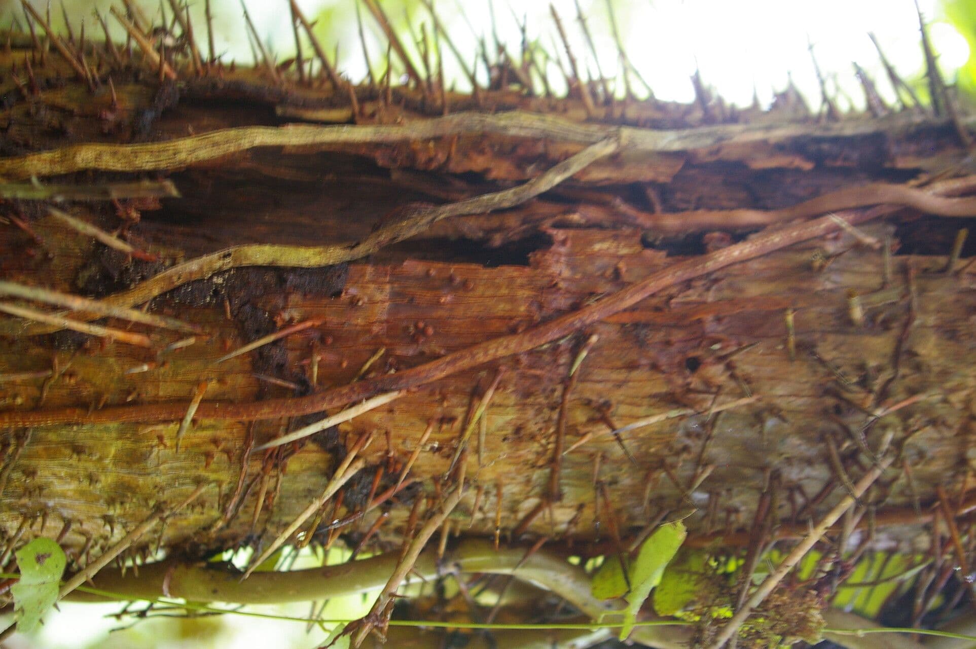 Cryosophila 14