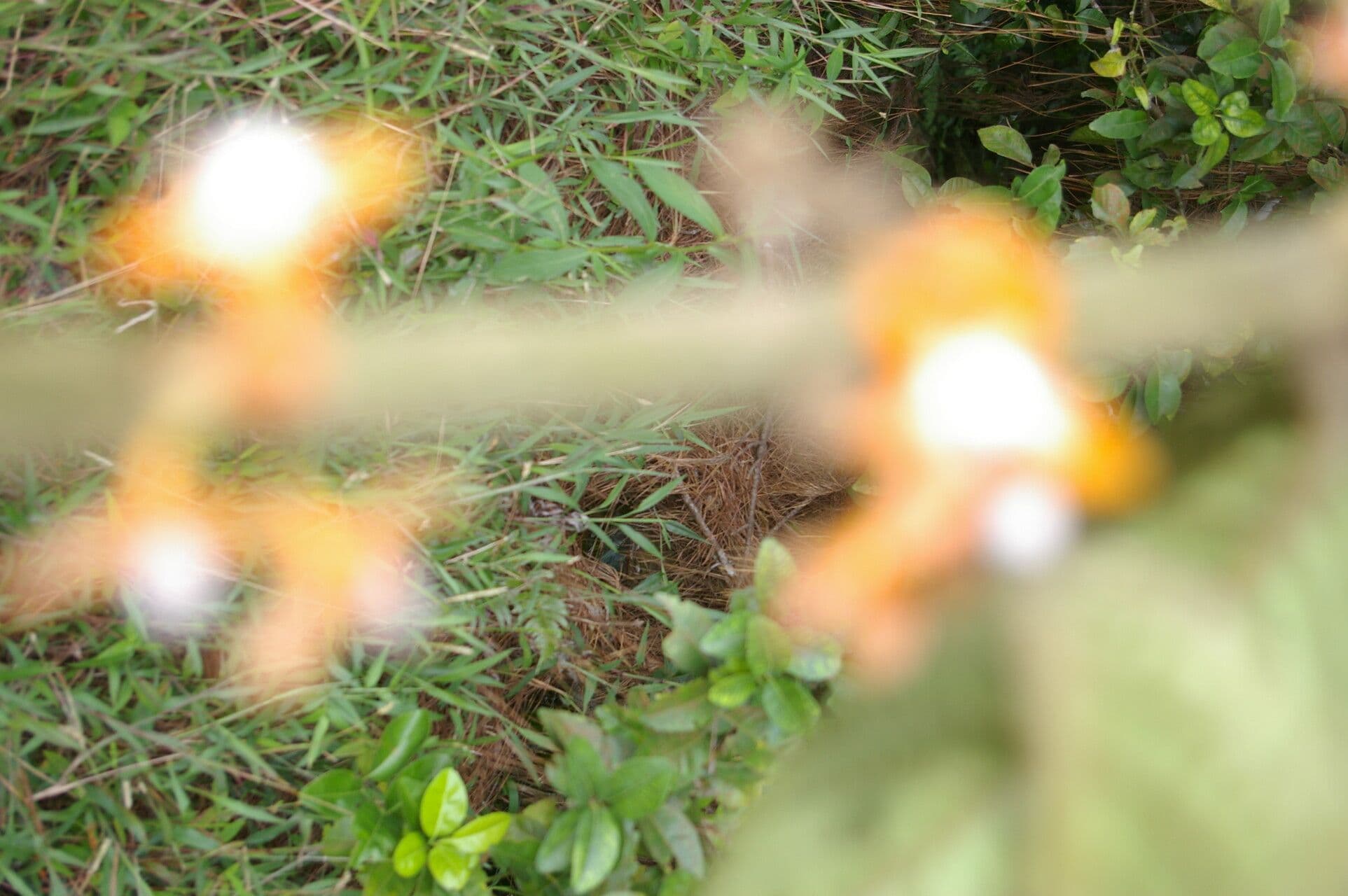 Besleria 6