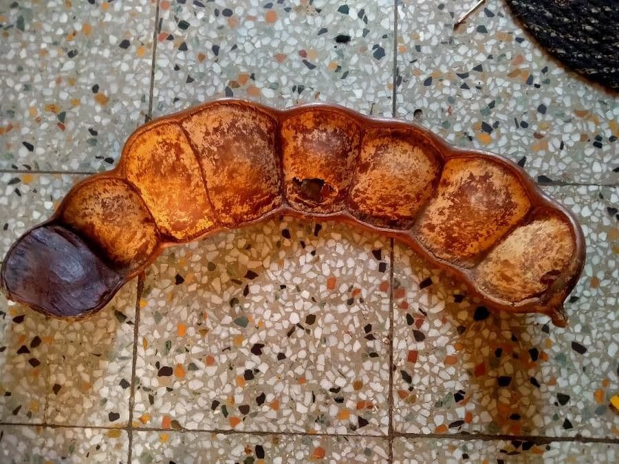 Entada phaseoloides 3
