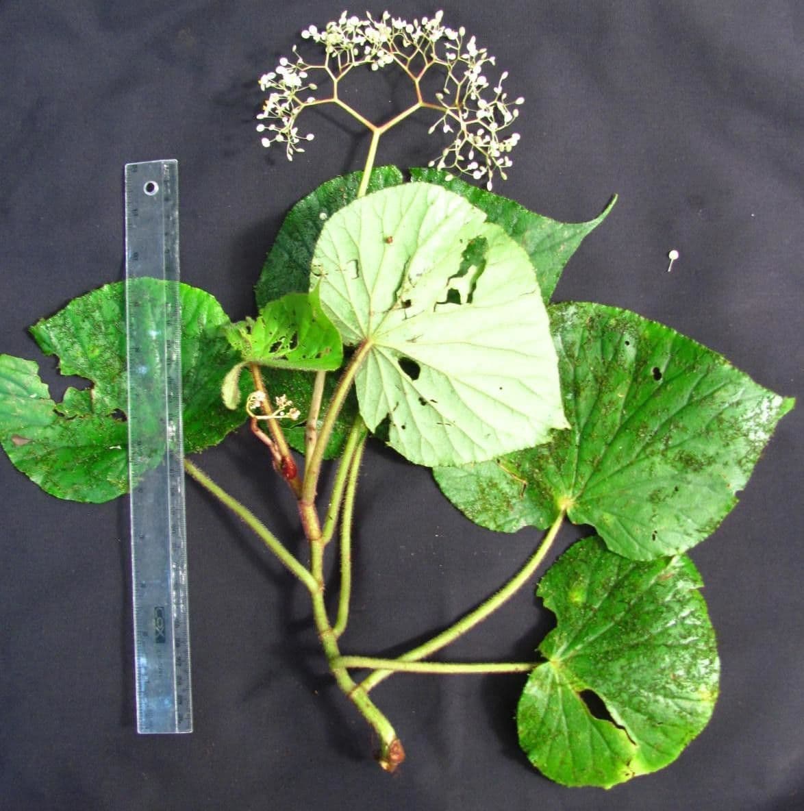 Begonia 15