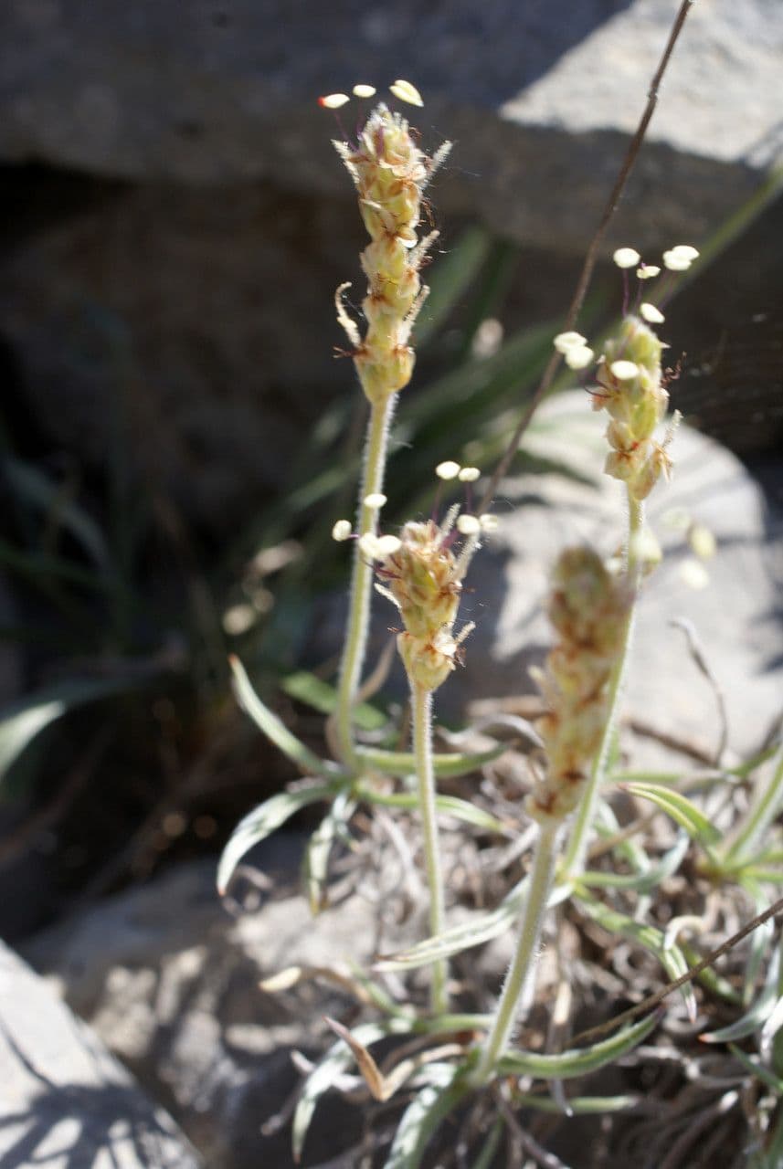 Piantaggine bianca 18