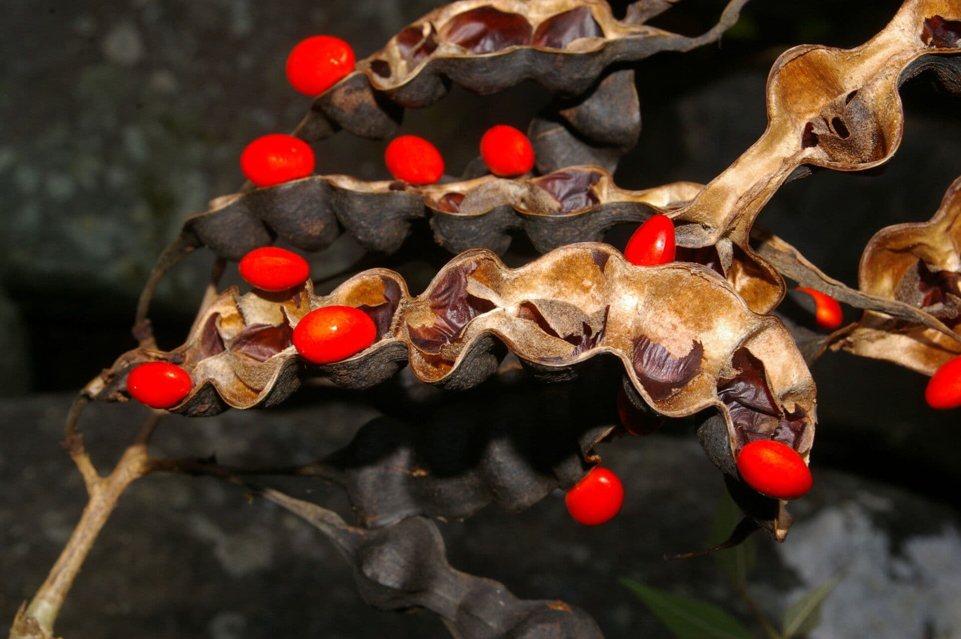 Erythrina kopinatá
