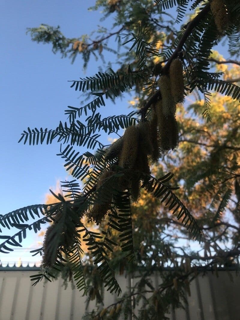 Grüne Wattle 12