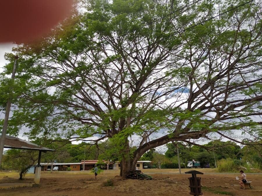 Guanacaste 14