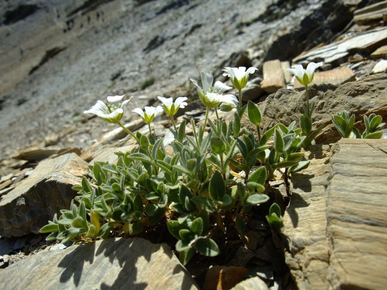 Centocchio 11
