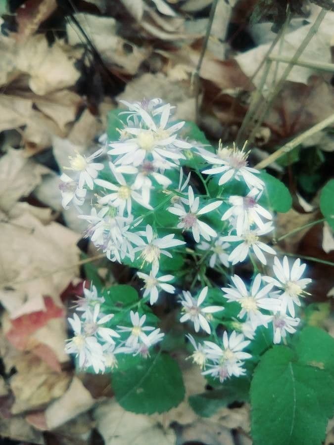 Stellaria pubescente 5