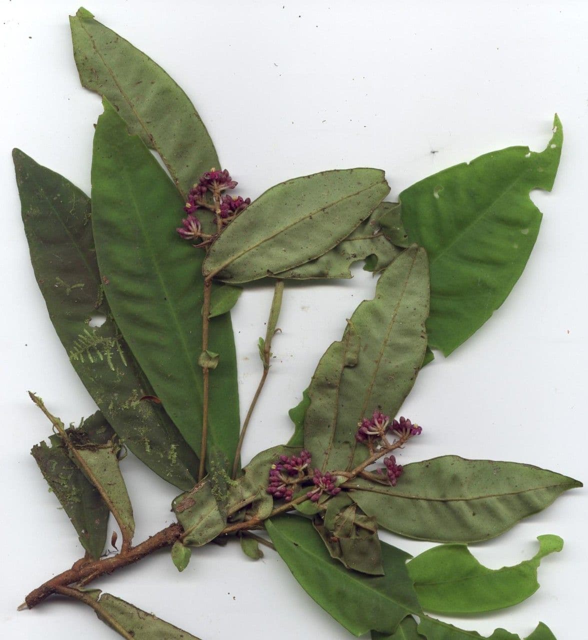 Hymenandra 11