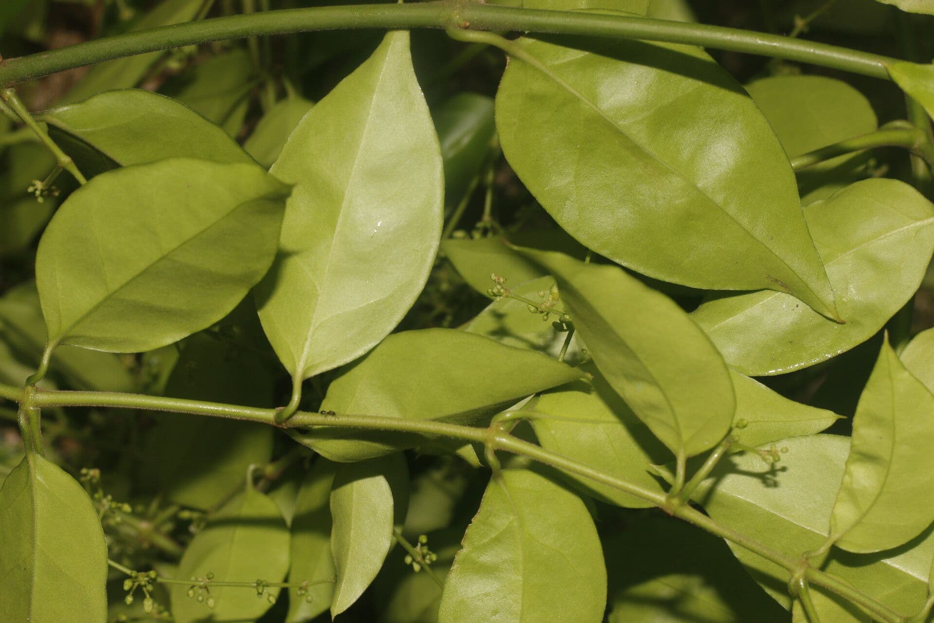 Tassadia 11