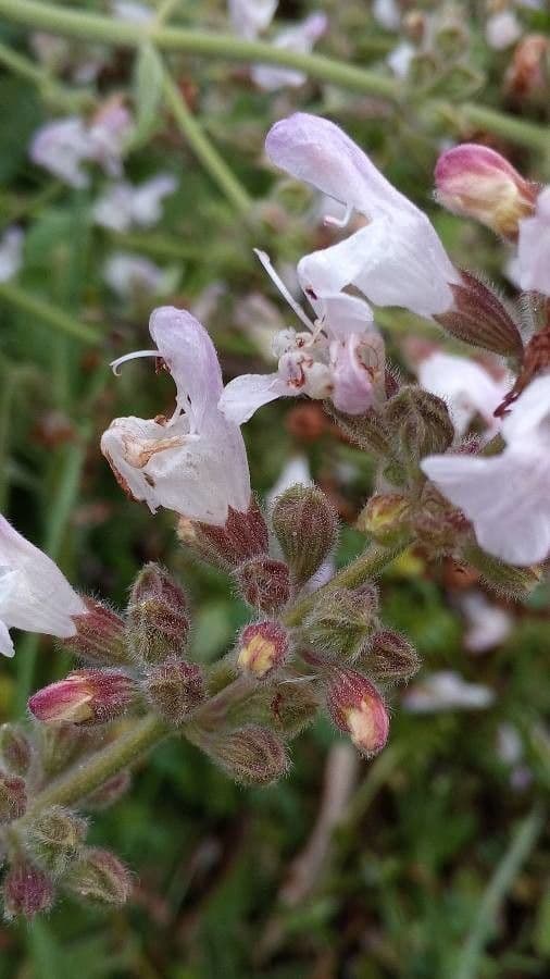 Salvia 6