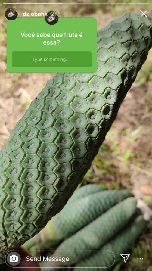 Monstera dubia