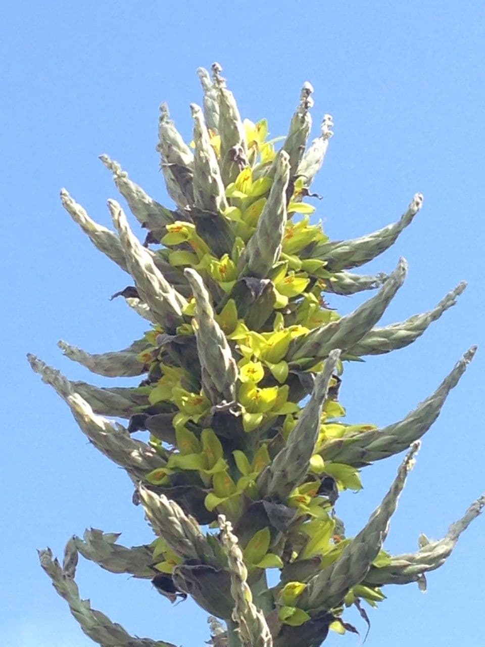 Puya 23