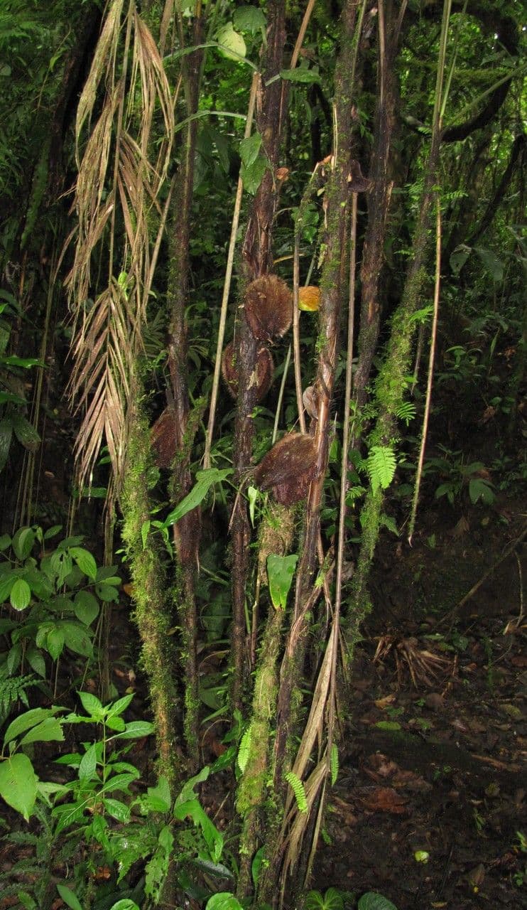 Bactris 8